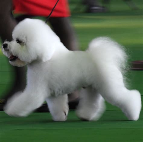 bichon tv youtube|winky agility video westminster.